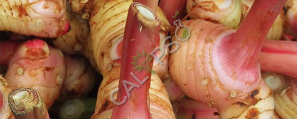 Comprar galangal natural esencial aceite